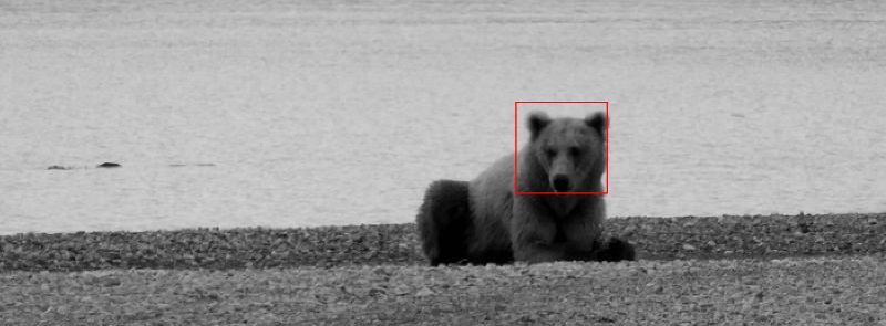 dlib detecting bears