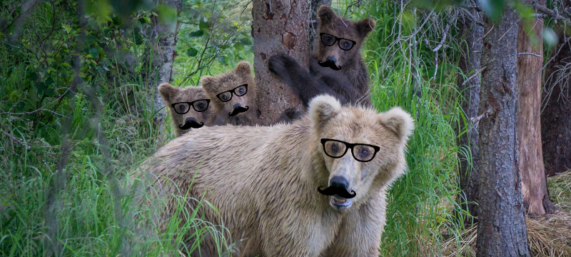 Hipster Bears