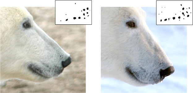 Polar Bear Whisker Spots