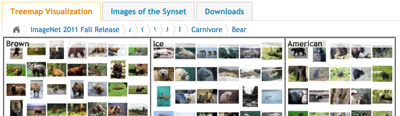 ImageNet Bear Category
