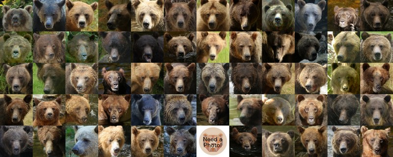 Bears of Glendale Cove