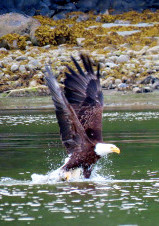 Bald eagle fishing